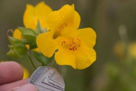 Saintis Menemukan Spesies Bunga Baru dari Skotlandia