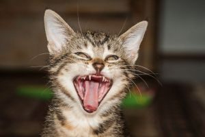 Mengapa Kucing Suka Menggigit Kabel