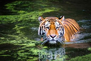 Hubungan Sosial Harimau Peran Induk dan Anak dalam Kehidupan Harimau