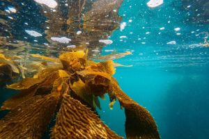 Rumput Laut Cara Terbaik untuk Memperbaiki Kualitas Air di Sekitarnya