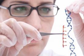 Suksesnya Pengujian Rekayasa Genetika Pada Manusia