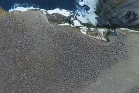 Koloni Penguin Muncul di Antartika Timur, Ada Apa?