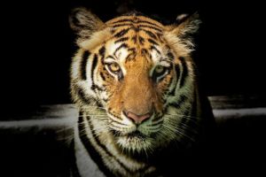 Penggunaan Corak dan Warna Bulu Harimau untuk Melindungi Diri dan Memperoleh Makanan