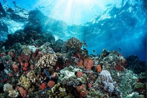 Proses Terjadinya Bleaching pada Terumbu Karang