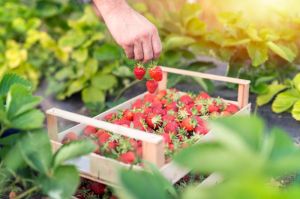Tanaman strawberry