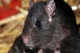 Ilmuwan Menemukan Spesies Tikus Baru Raksasa