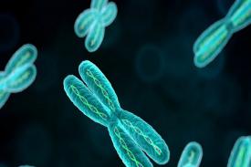 Hasil Penelitian: Kondisi Kromosom Bergantung Usia Sel Telur