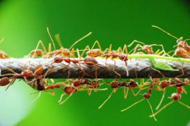 Semut Berikan Wawasan Interaksi Sosial