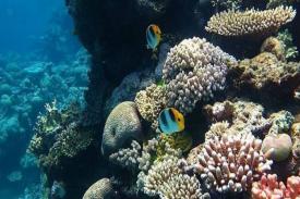 Sebuah Lubang Besar ditemukan di Perairan Australia The Great Barrier Reef