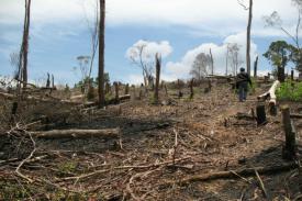 Peneliti: Pengalihan Lahan di Sumatera Pengaruhi Perubahan Iklim