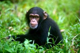 Tersibak, Junk DNA Bedakan Manusia dengan Simpanse