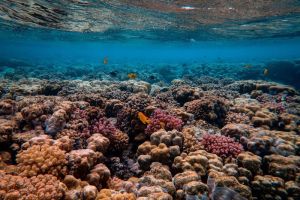 Peran Terumbu Karang dalam Menjaga Keanekaragaman Laut
