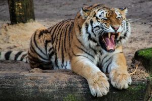 Cara Harimau Berkomunikasi dalam Berburu dan Sosial