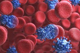 Antibodi Sapi Kunci Penting Pengembangan Vaksin HIV/AIDS