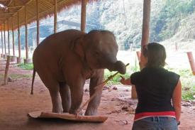 Ternyata Gajah Lebih Cerdas Dari yang Kita Duga