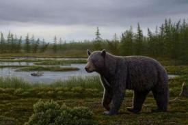 Fosil Menunjukkan Beruang Purba Memiliki Gigi Manis