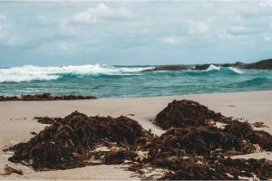 Prospek Masa Depan Budidaya Rumput Laut di Tengah Meningkatnya Permintaan Global
