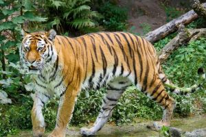 Bagaimana harimau mempengaruhi ekosistem di mana mereka tinggal, dan apa konsekuensi jika mereka menghilang dari lingkungan mereka?