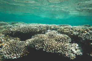 Dampak Bleaching Terhadap Ekosistem Terumbu Karang