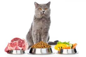 Makanan yang Tidak Boleh Dimakan Kucing yang Harus Dipahami