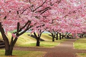 20 Fakta Menarik Bunga Sakura