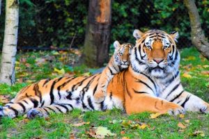 Tantangan Utama Harimau dalam Menjaga Kelangsungan Hidup Mereka di Dunia yang Terus Berubah