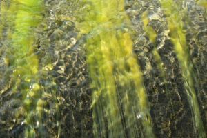 Dampak Negatif dari Overharvesting Rumput Laut