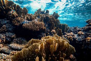 Menakjubkan! Inilah Alasan Terumbu Karang Menjadi Tempat yang Kaya Akan Warna dan Kehidupan