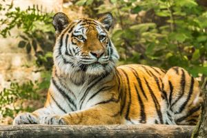 Cara Harimau Mengatasi Perubahan Iklim
