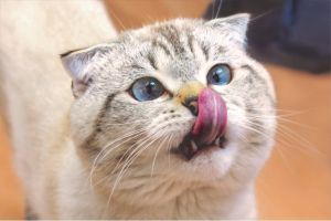Mengapa Kucing Suka Memperlihatkan Perut Mereka