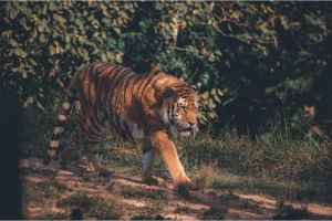 Pelajaran dan Mitos Harimau dalam Berbagai Budaya di Seluruh Dunia