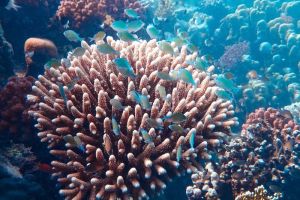 Bagaimana Fenomena Bioluminesensi Menciptakan Spektakuler yang Menakjubkan