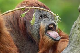 Wah, Ternyata Ini 9 Fakta tentang Orangutan!