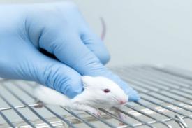 Para Ilmuwan Menghapus Plak Otak Alzheimer Pada Tikus