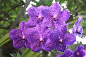 Bunga Anggrek yang Indah Wangi dan Sehat untuk Tubuh