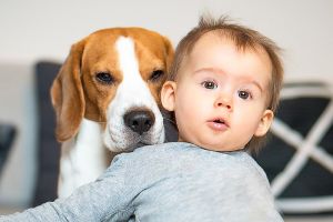 Anjing dan anak kecil
