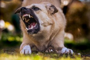 Viral Pelajar di Landak Kalimantan Barat Terkena Rabies karena Gigitan Anjing