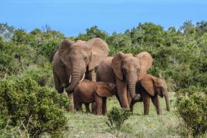 Komunikasi Unik Gajah Interaksi Antar Spesies yang Menakjubkan
