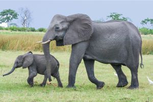 Manfaat yang Luar Biasa dari Belalai Gajah dalam Kehidupan Sehari-hari