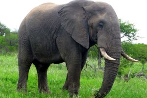 Ancaman Utama bagi Populasi Gajah di Alam Liar