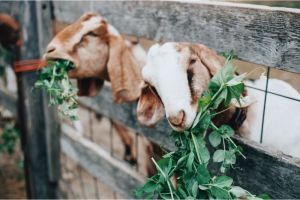 peternakan kambing