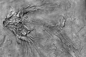 Fosil Ikan Terbang Ditemukan di China