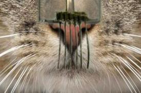 Peneliti Berhasil Kembangkan Sensor Kumis Kucing untuk e-whisker