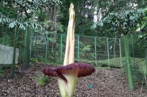Bunga Porang Terdapat di Alam
