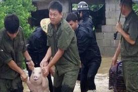 Babi Ini Tersenyum Setelah Dievakuasi Tim Penyelamat