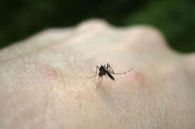 4 Cara Ini Mampu Redakan Gatal Karena Gigitan Nyamuk