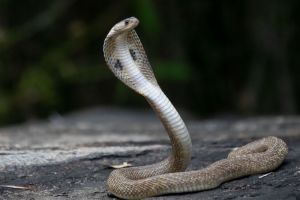 Mengenal Ular Cobra: Asal Usul dan Keunikannya