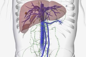 Fungsi Hati Manusia: Organ Vital dalam Tubuh Manusia