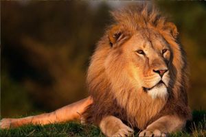 Mengenal Hewan Singa: Keunikan, Asal Usul, dan Perlindungannya