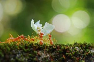Fakta Unik Tentang Semut: 7 Fakta Menarik Tentang Hewan Kecil Ini